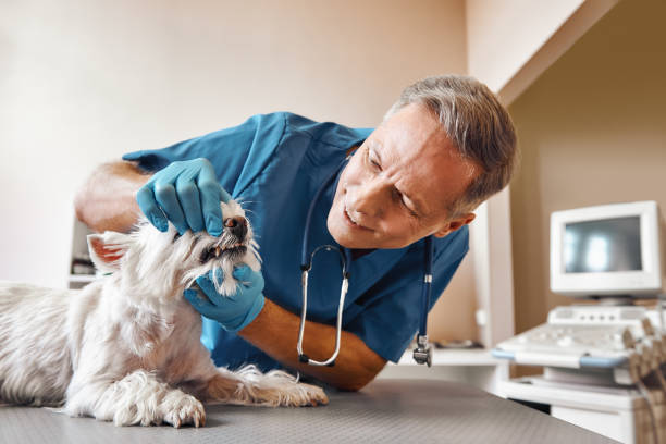 Best Emergency Wisdom Tooth Extraction in Williamston, SC